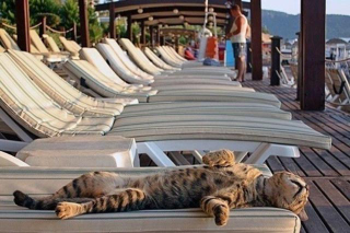 Via curiousanimals.net